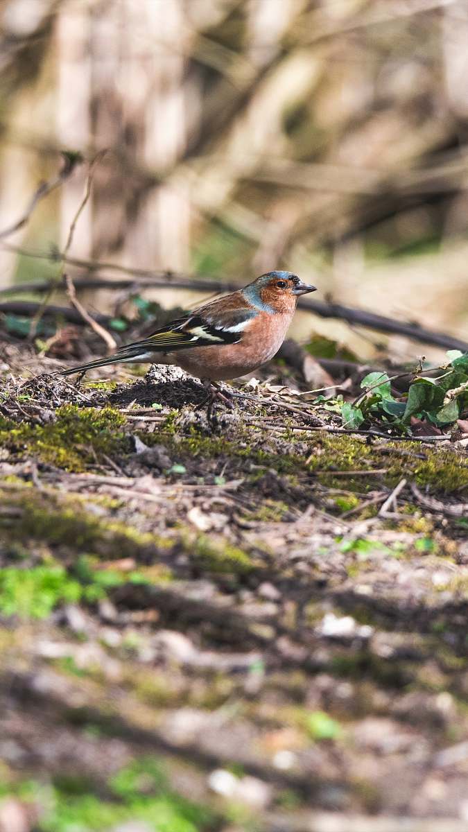 bird brown and blue bird finch