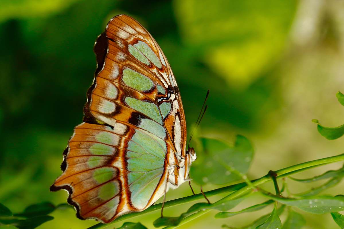 insect brown and green butterfly on plant invertebrate