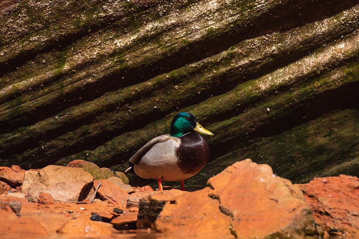 bird brown and green duck duck