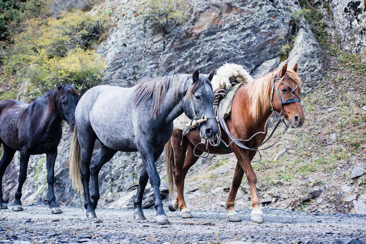 mammal brown and grey horse photograph horse