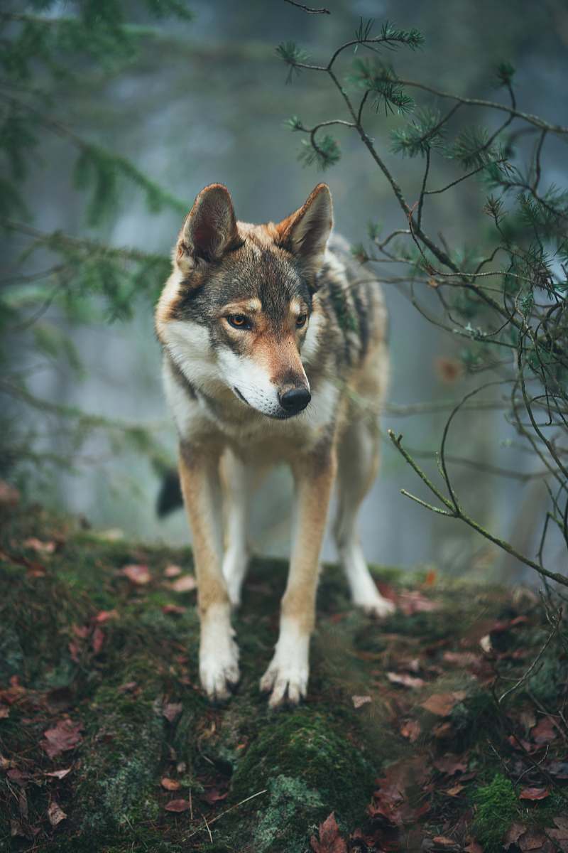 dog brown and grey short-coated dog near trees pet
