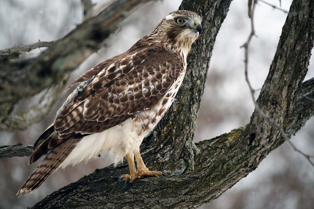 bird brown and white bird on tree branch hawk