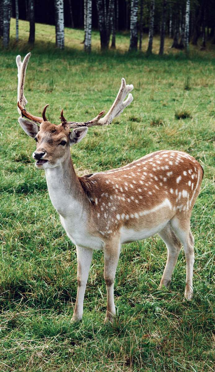 wildlife brown and white deer stands on green grass covered ground antelope