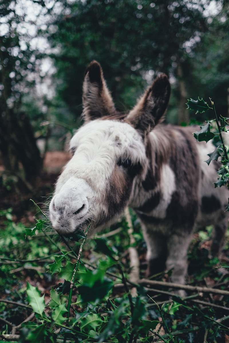 mammal brown and white donkey eating green leaves donkey