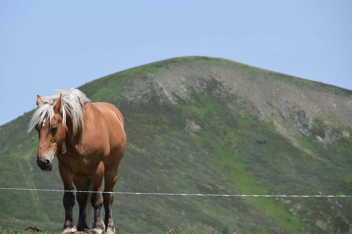 mammal brown and white horse horse