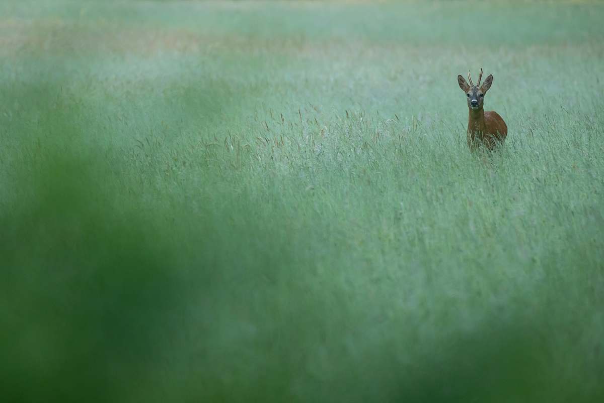 mammal brown antelope antelope