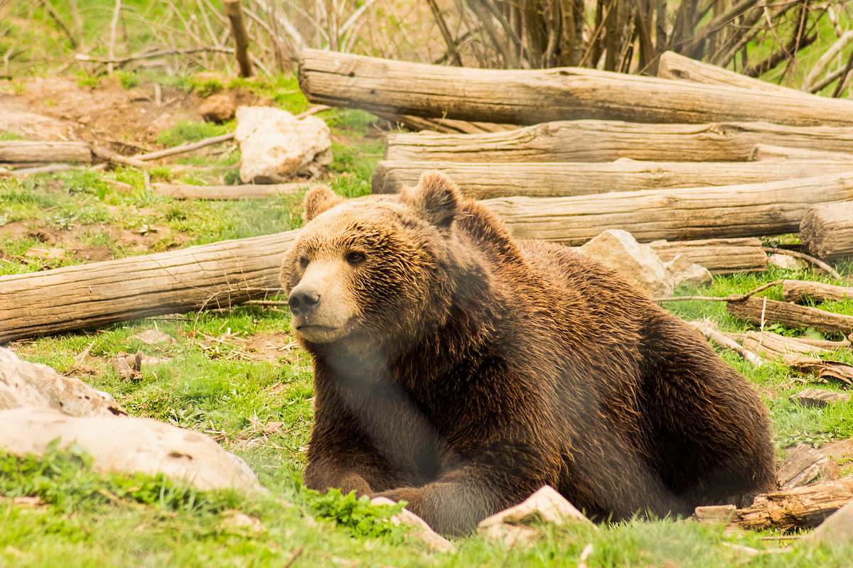 bear brown bear lying on green grass wildlife