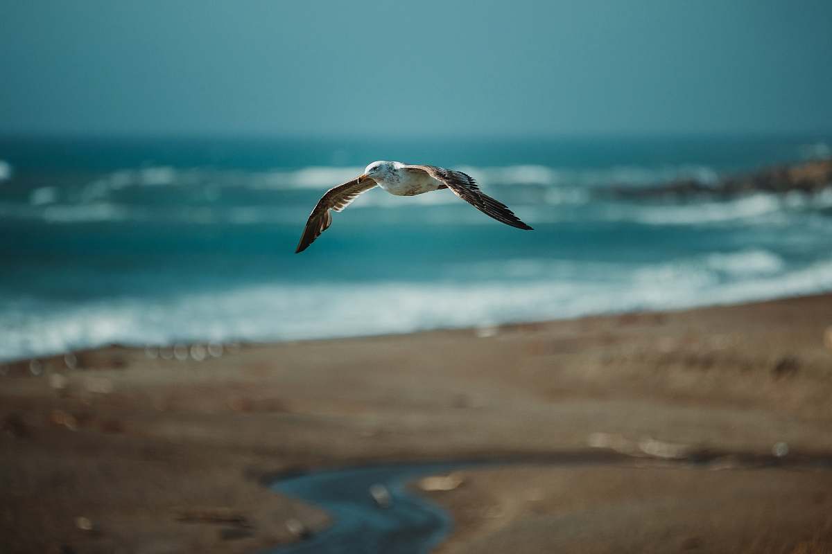bird brown bird flying