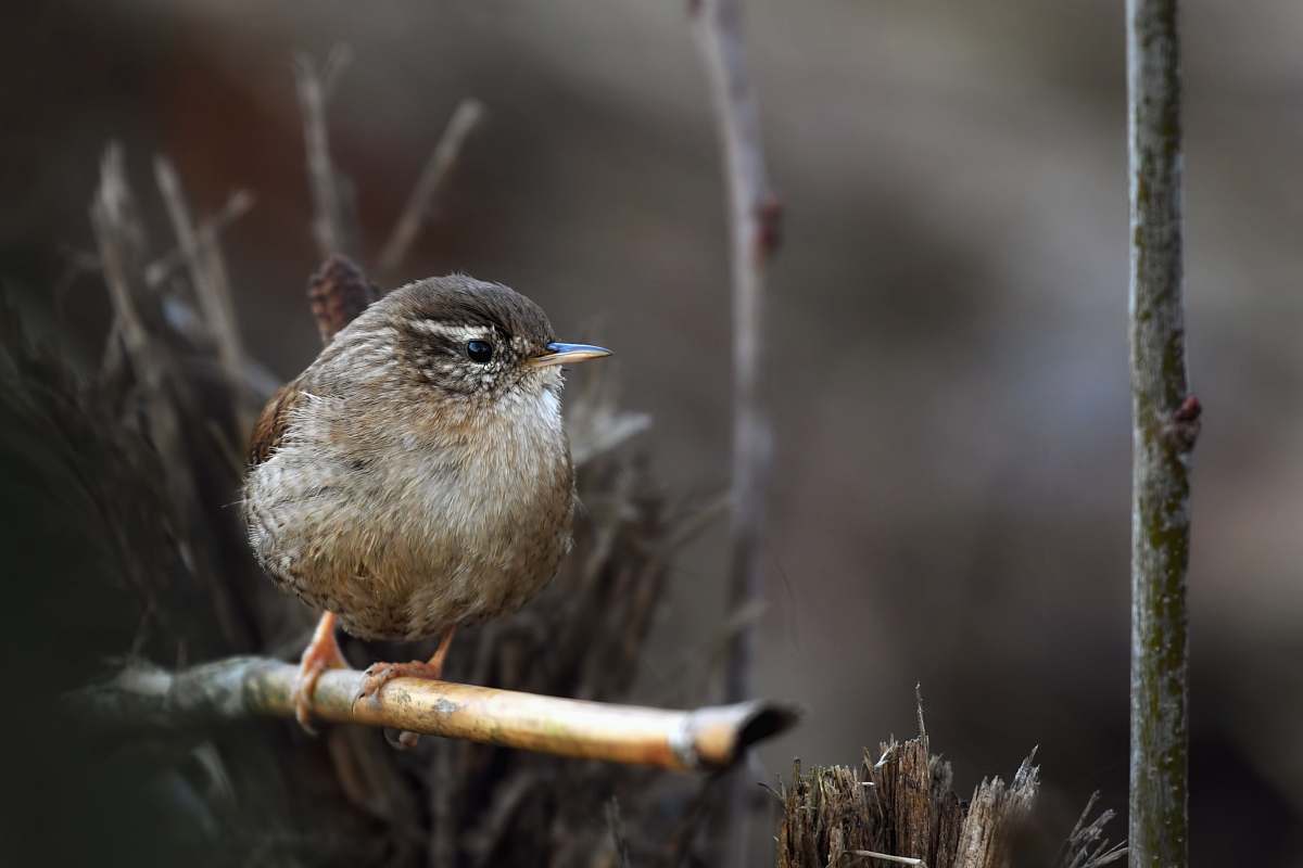 bird brown bird on brown tree branch wren