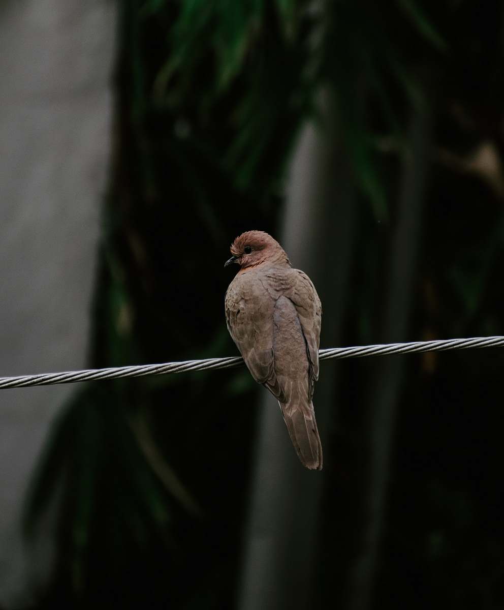bird brown bird on gray string accipiter