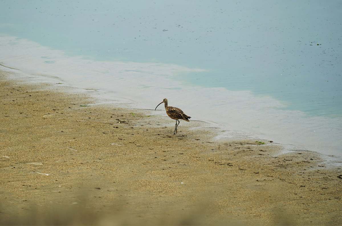 grey brown bird on sand near sea bird