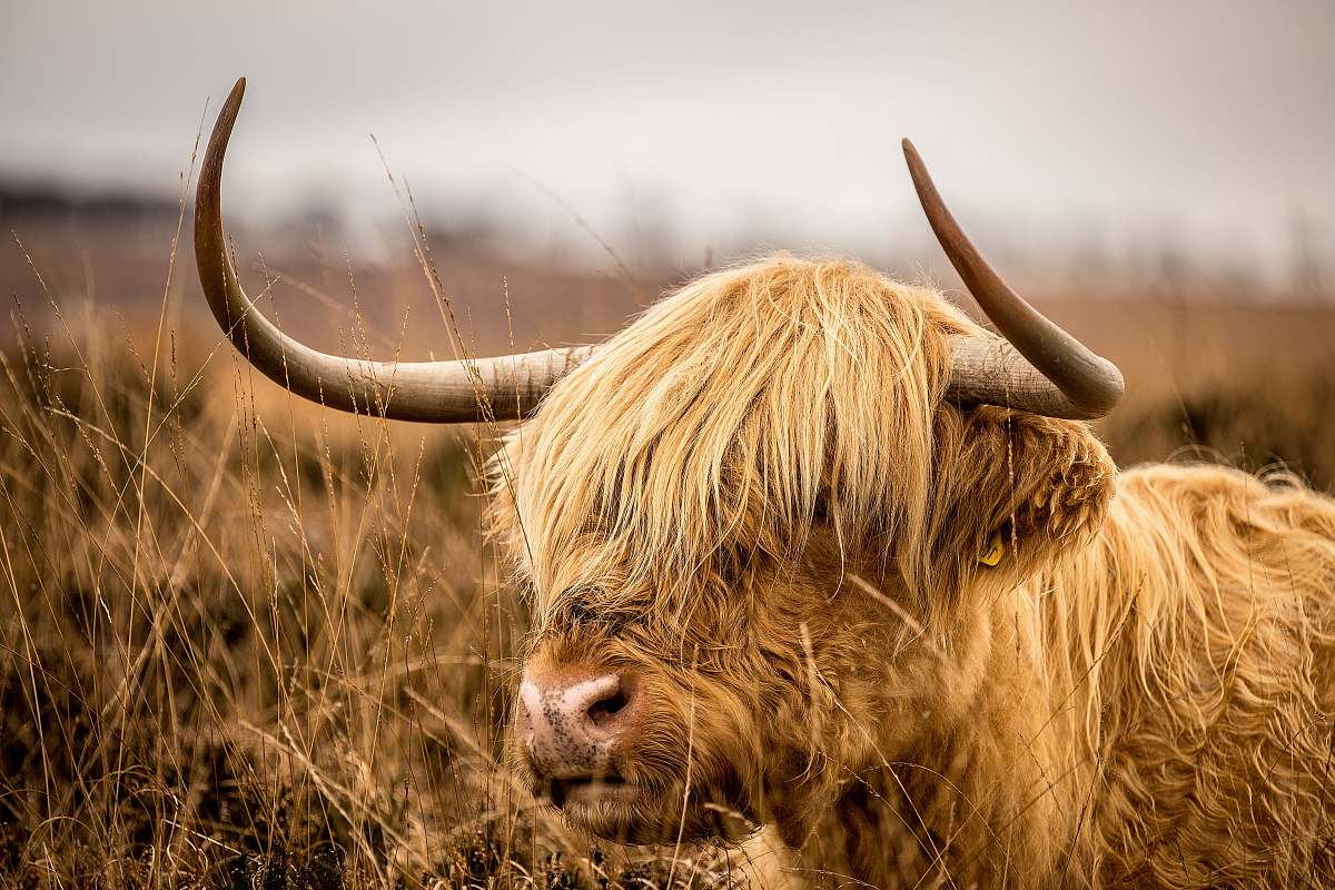 mammal brown bison on grassfield bull