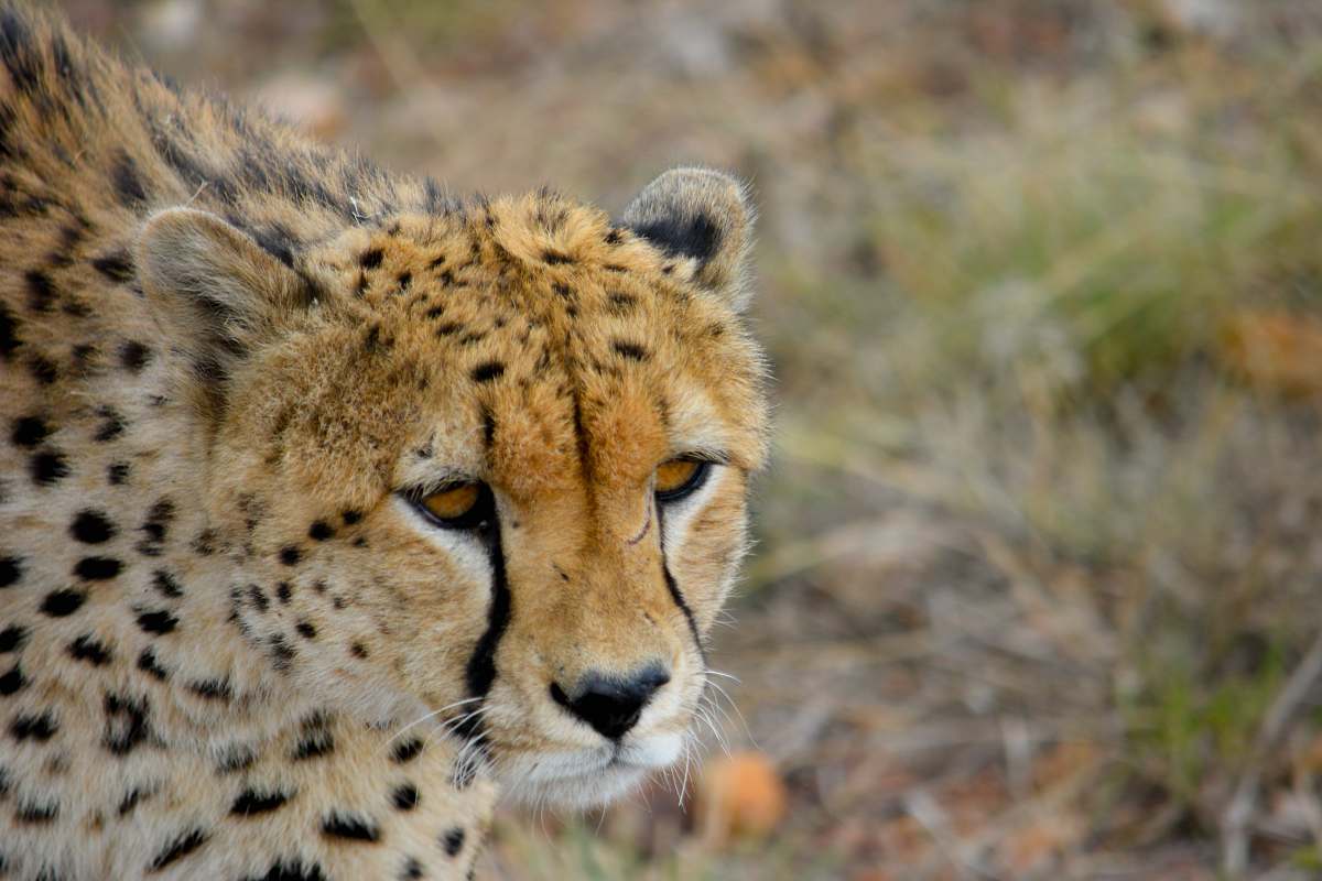 mammal brown Cheetah cheetah