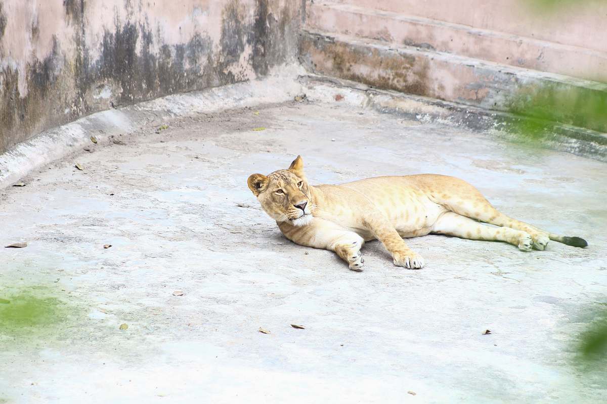 mammal brown cougar lying down on ground lion