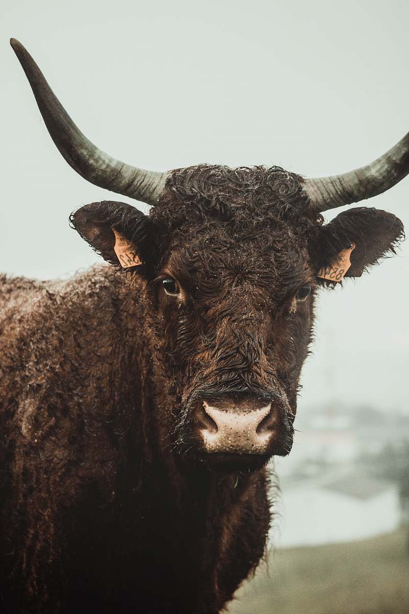 cow brown cow mammal
