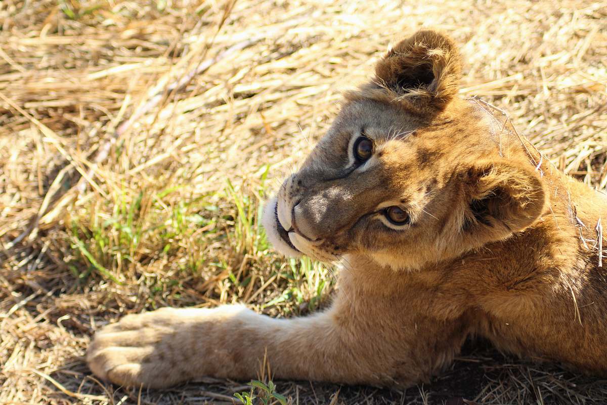 mammal brown cub on brown grass lion