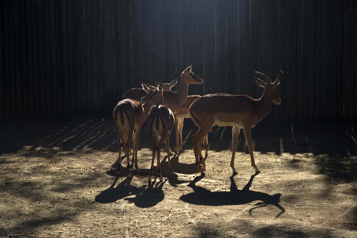 antelope brown deer mammal