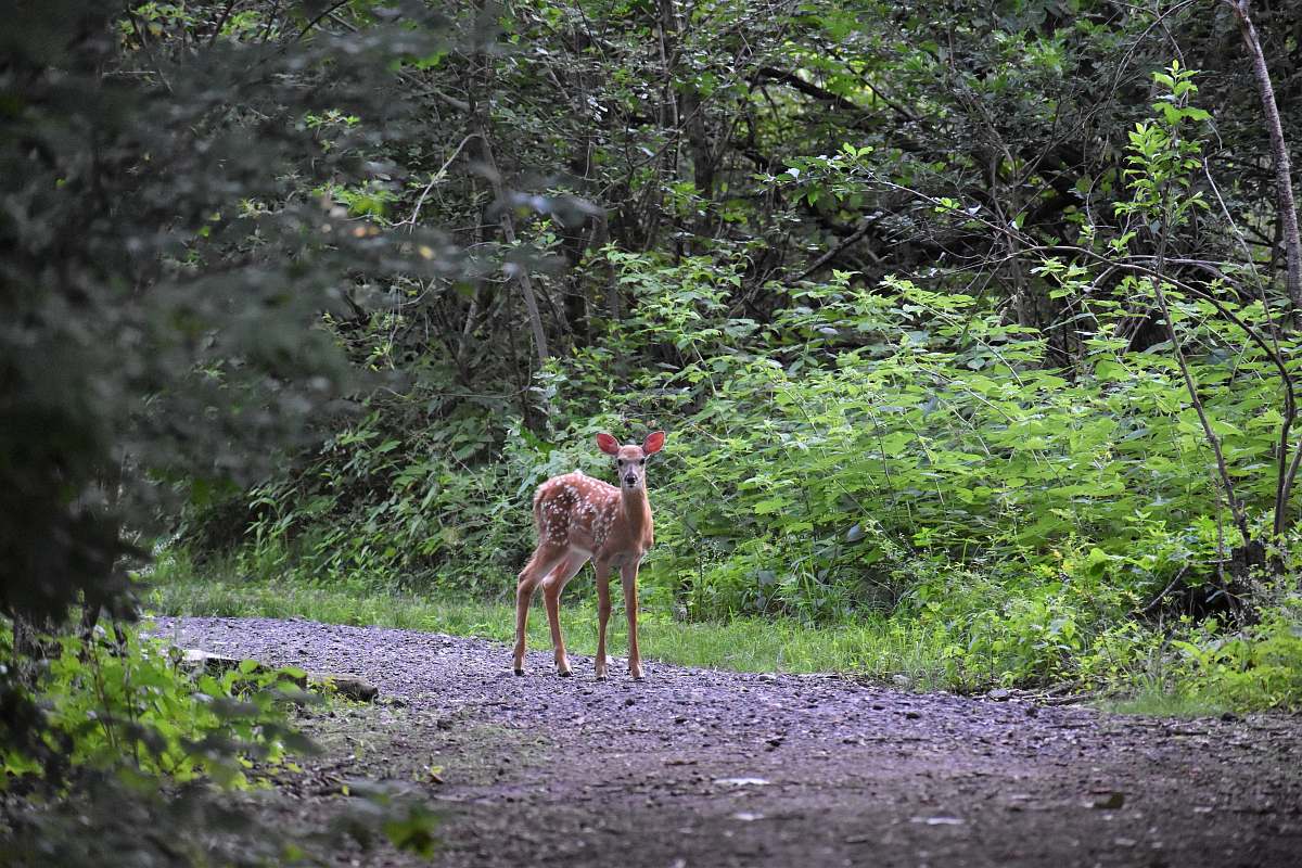 antelope brown deer beside road mammal