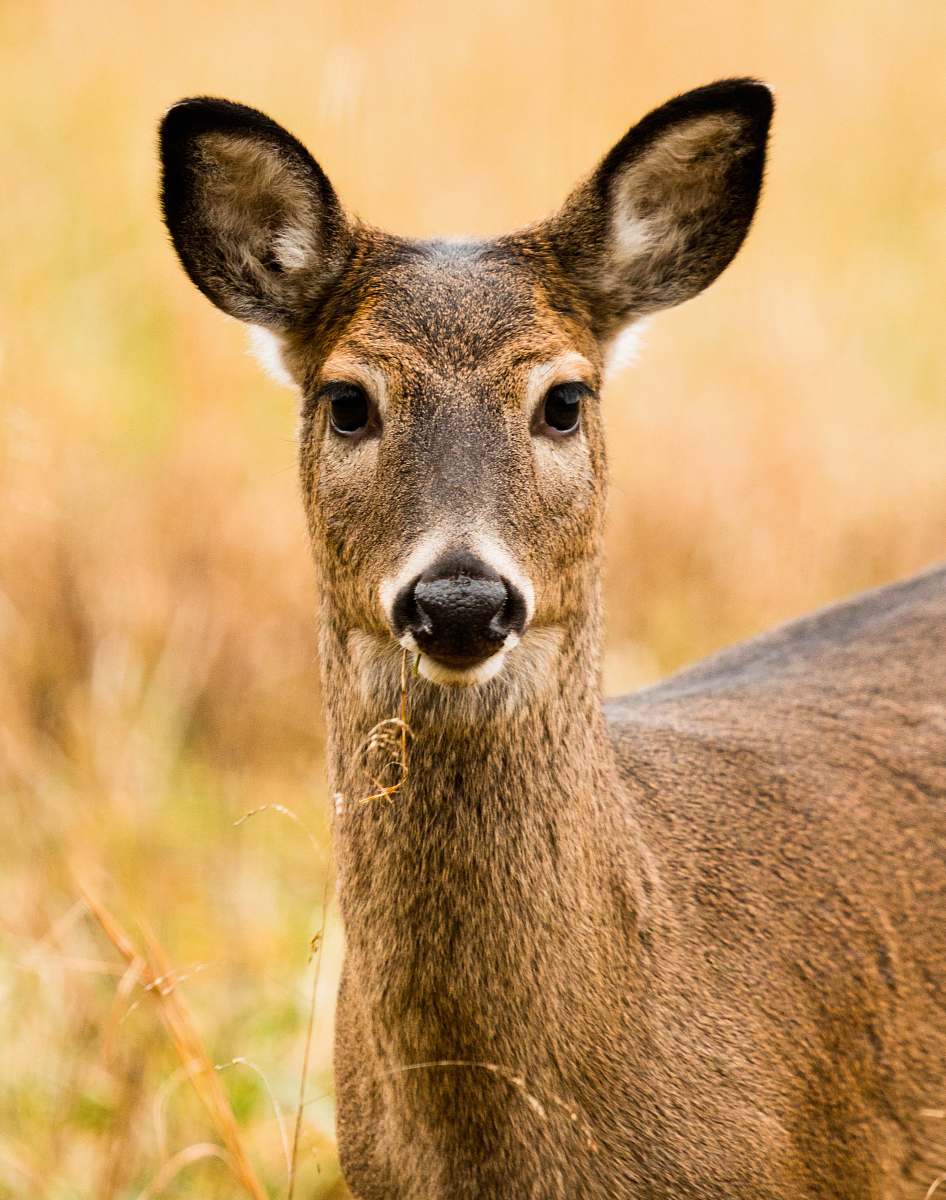 deer brown deer in selective focus photography wildlife