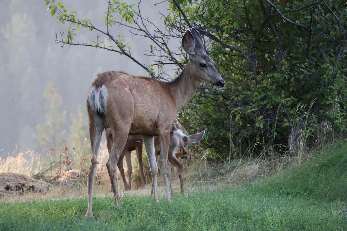 wildlife brown deer antelope