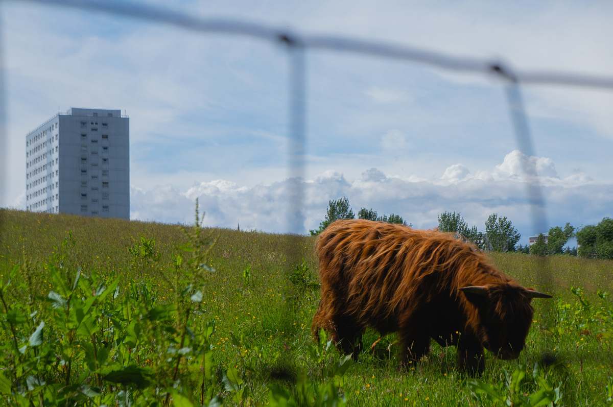 cow brown dog cattle