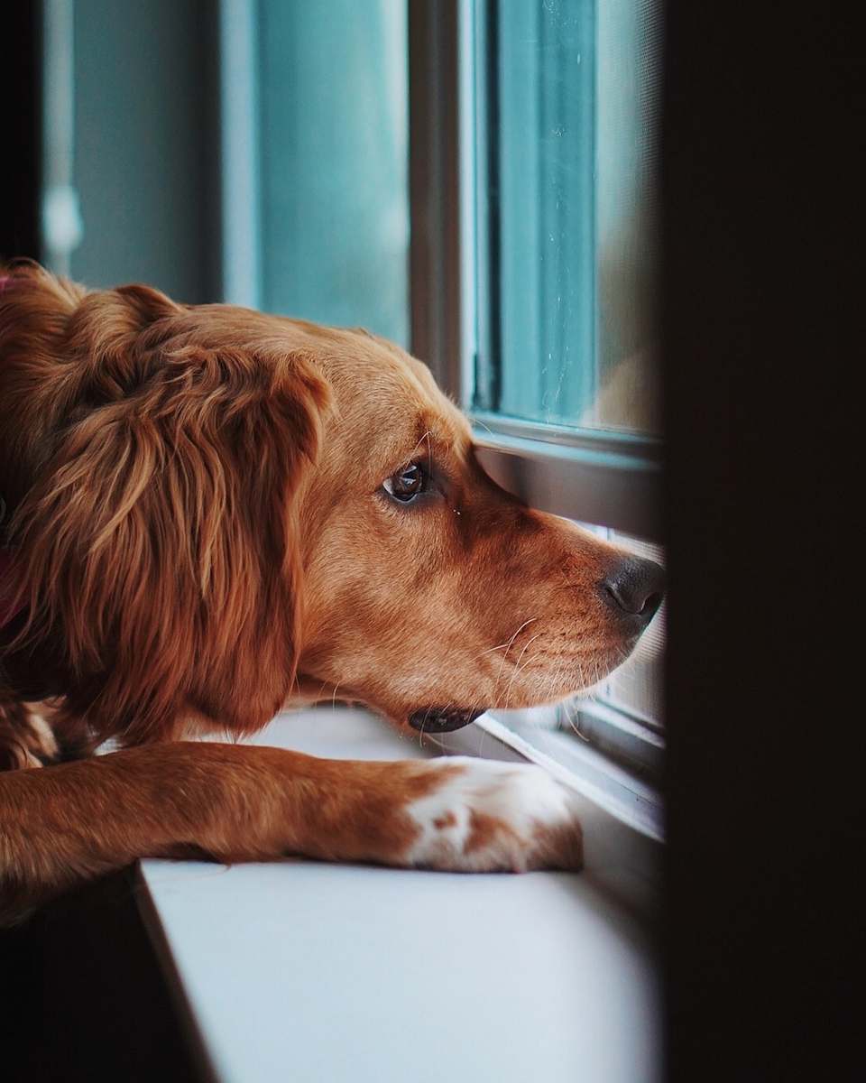 pet brown dog on window dog