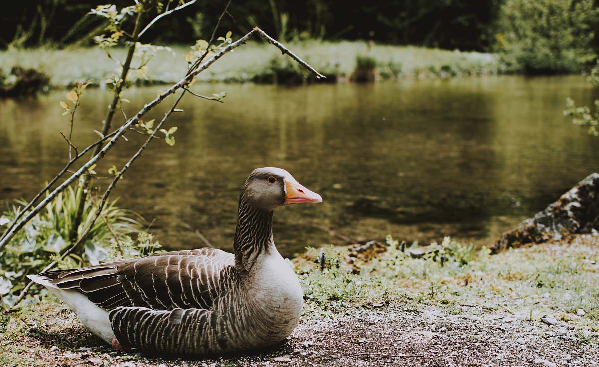 bird brown duck near body of water goose