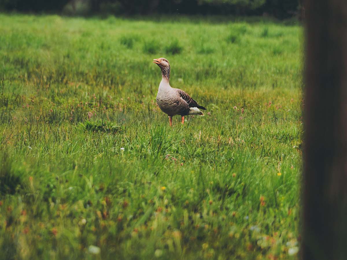 bird brown duck on field field
