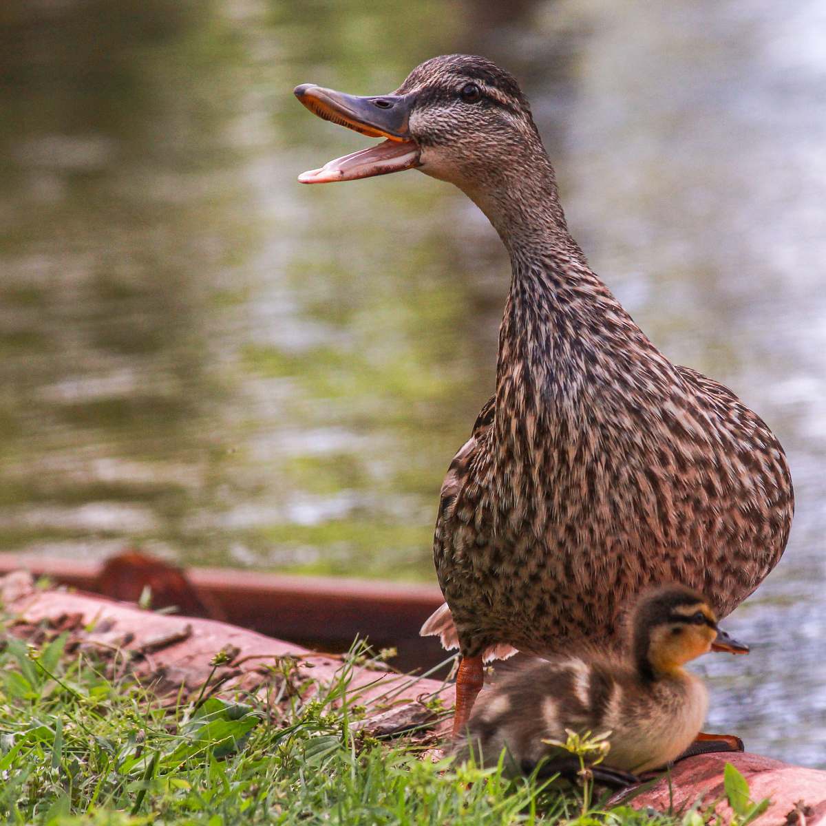 bird brown duck with duckling duck