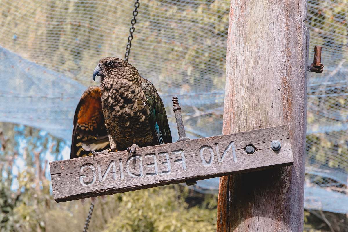 bird brown eagle on wooden board accipiter