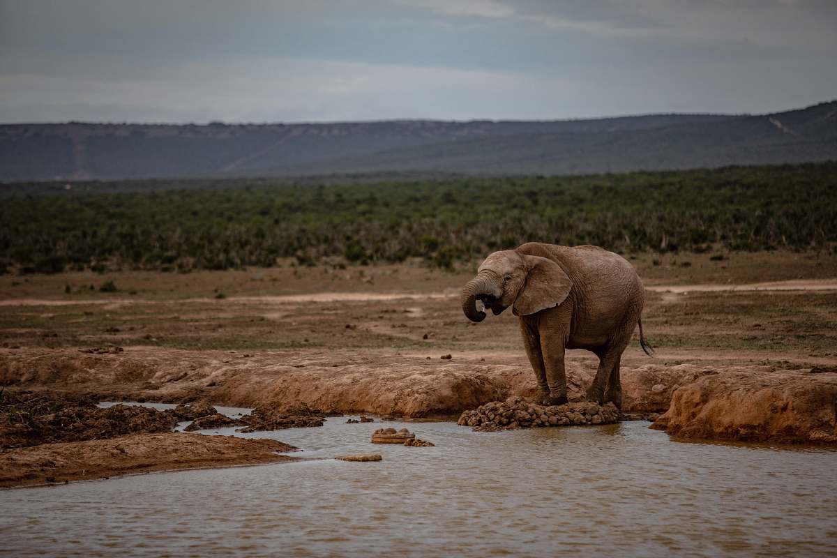 mammal brown elephant near body of water elephant