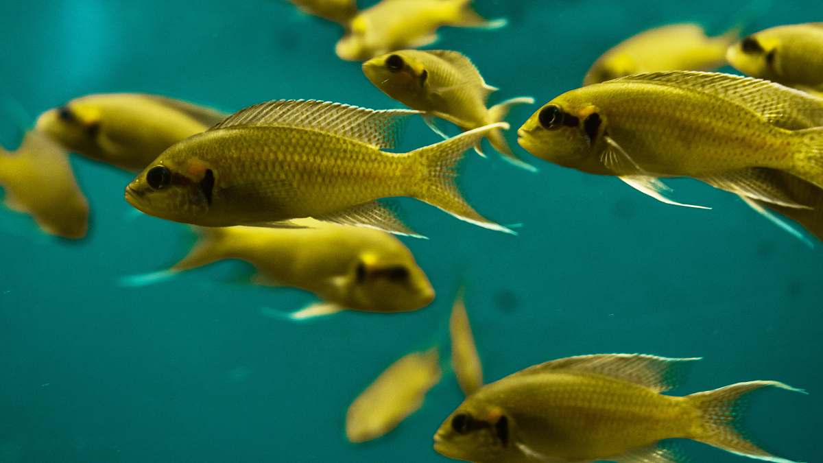 fish brown fish going in different directions water
