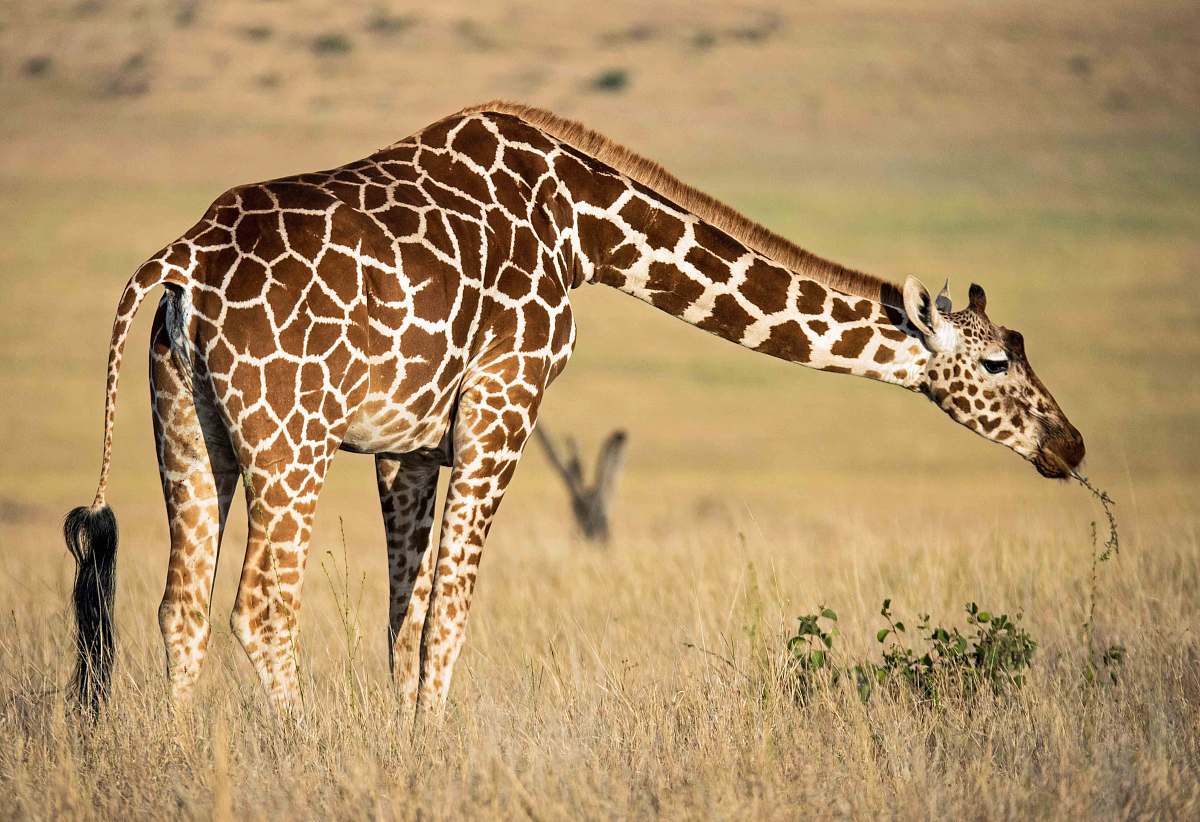 giraffe brown Giraffe eating grass wildlife