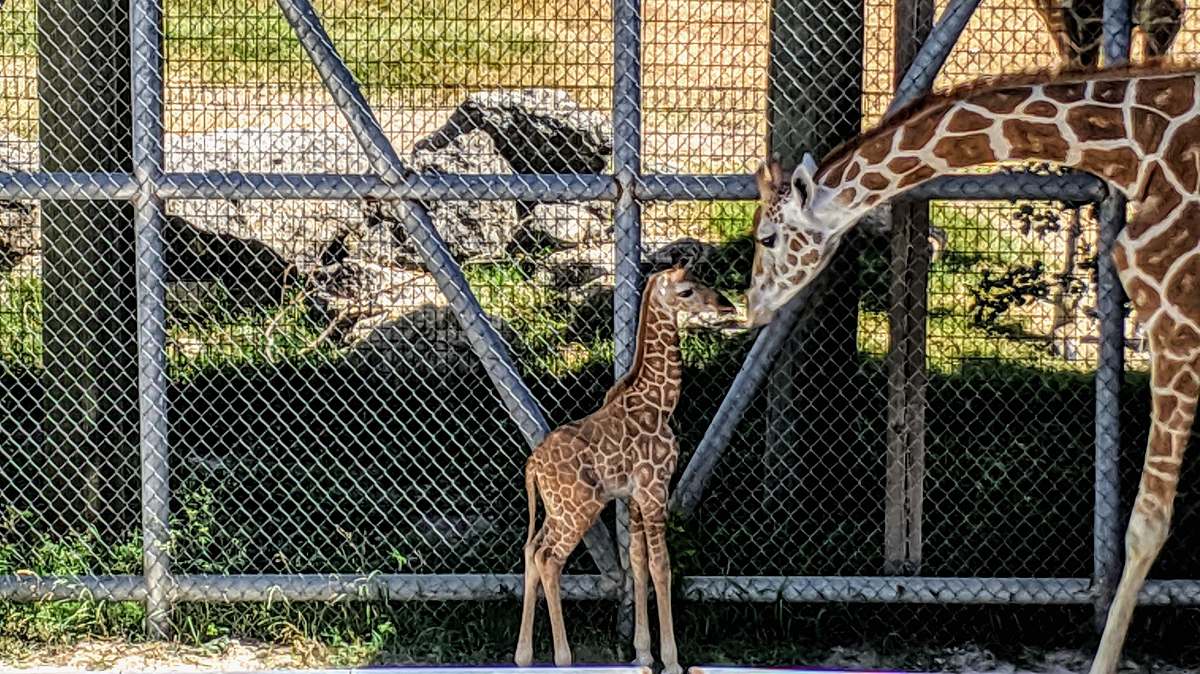 zoo brown giraffe with calf beside fence wildlife