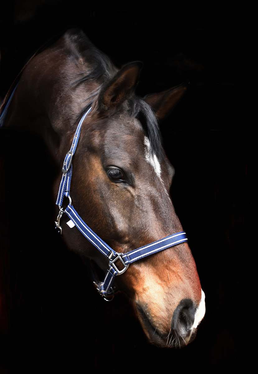 mammal brown horse close-up horse