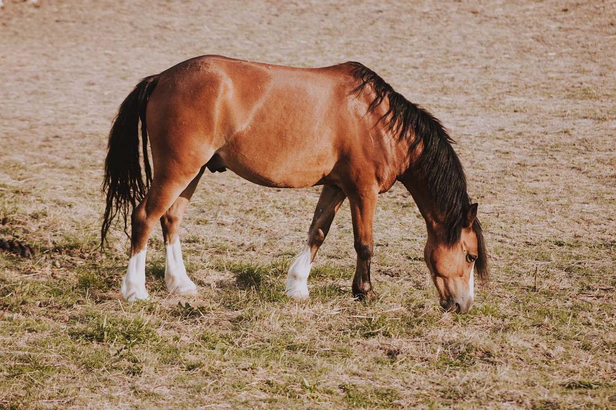 horse brown horse eating grass during daytime mammal