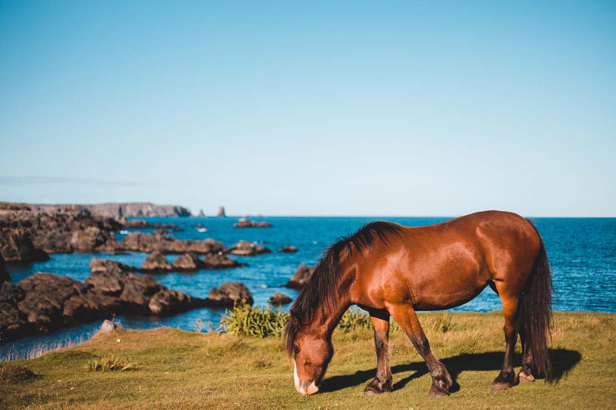 mammal brown horse eating on grass horse