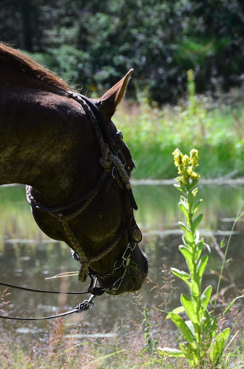 mammal brown horse head macro photography horse