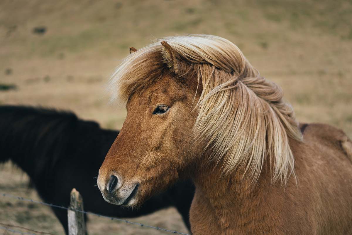 horse brown horse iceland
