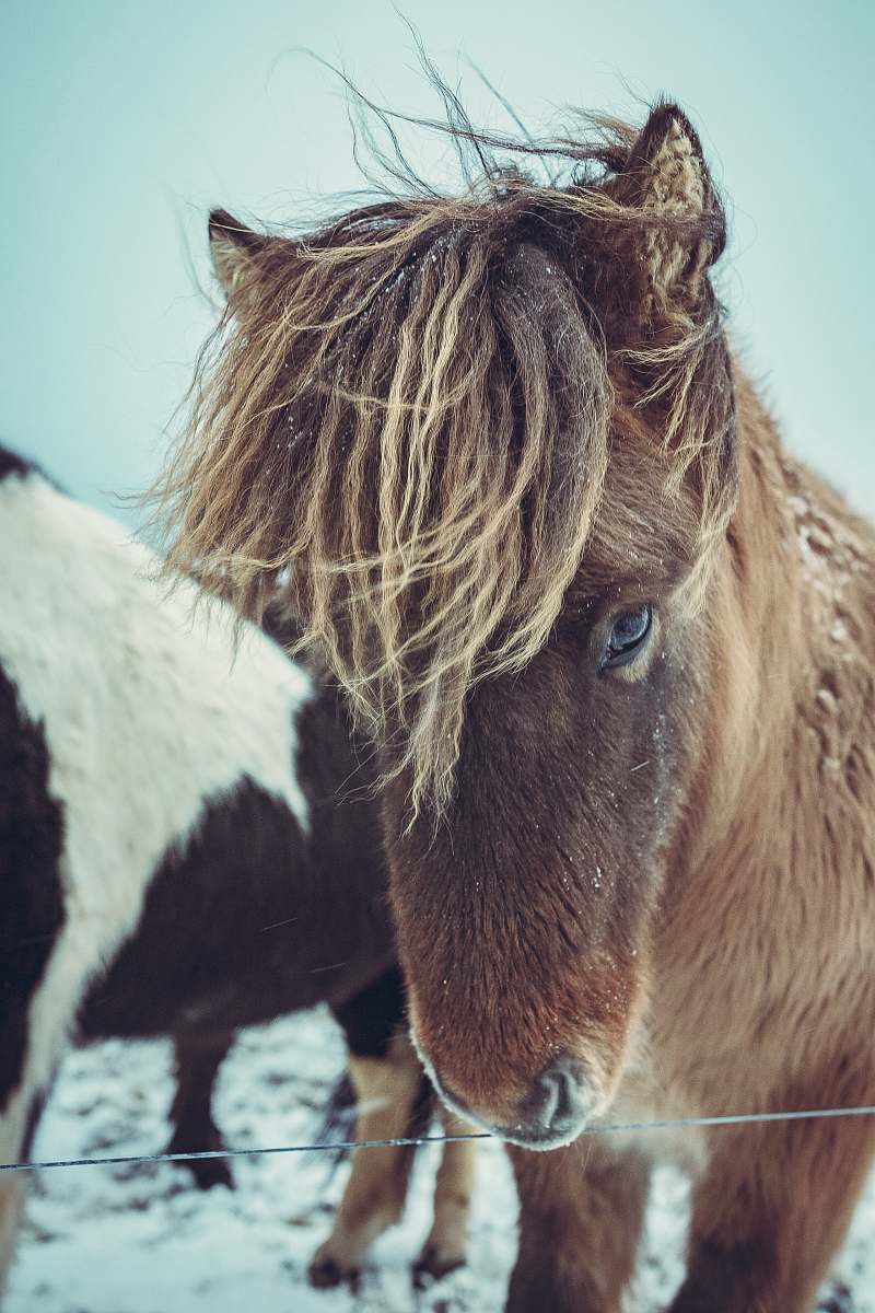 mammal brown horse colt horse