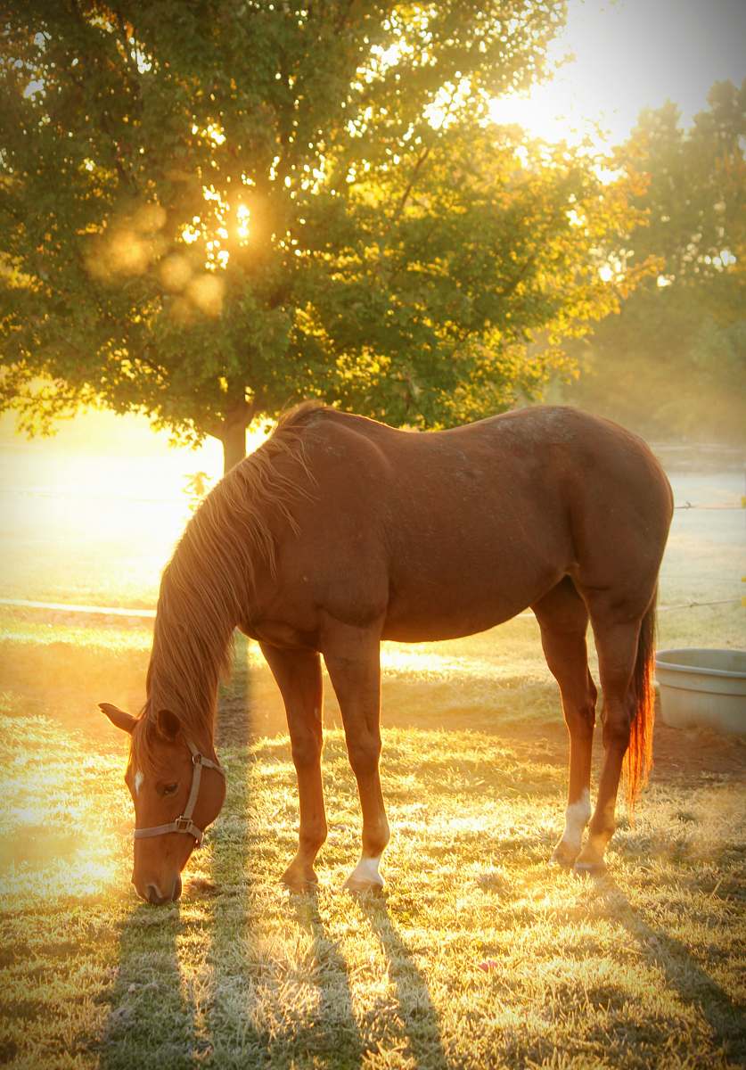 horse brown horse on focus photography mammal