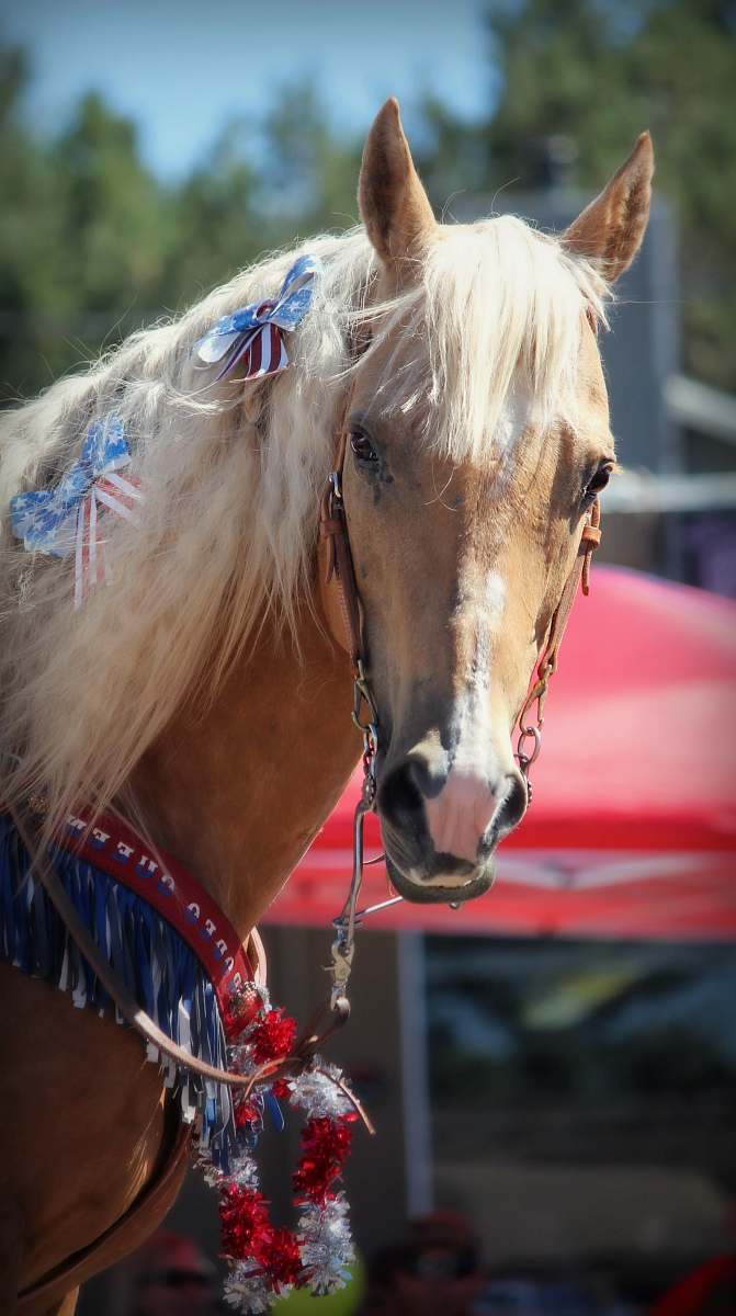 horse brown horse on selective focus photography mammal
