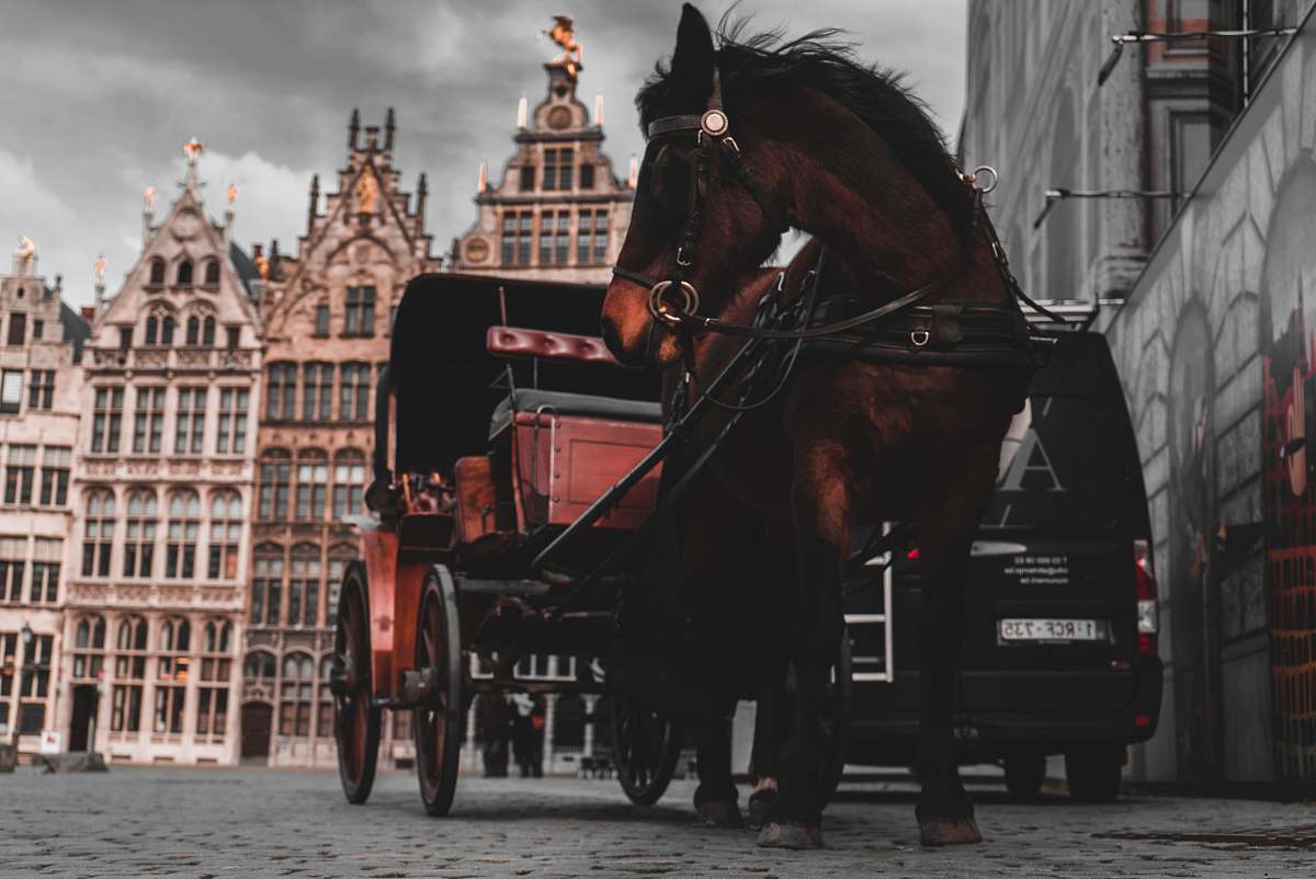 horse brown horse pulling carriage during daytime carriage