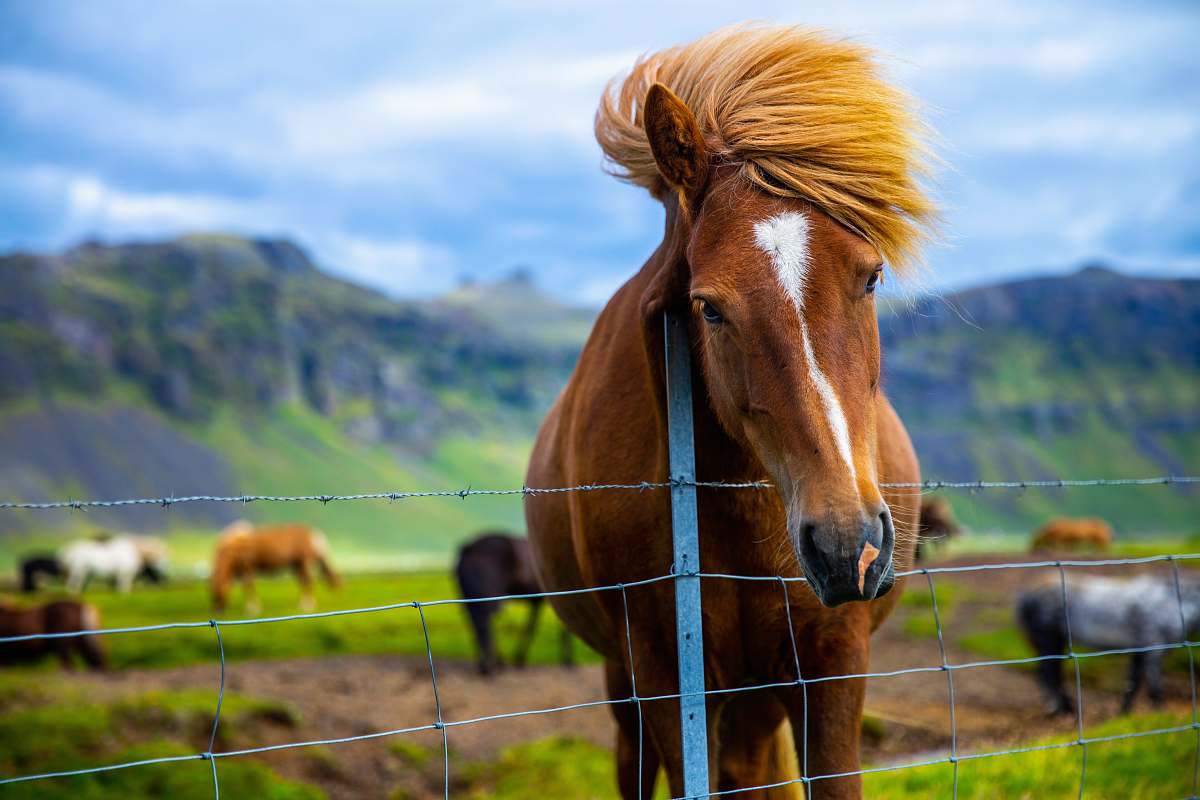 mammal brown horse standing by the wire fence under grey cloudy sky horse