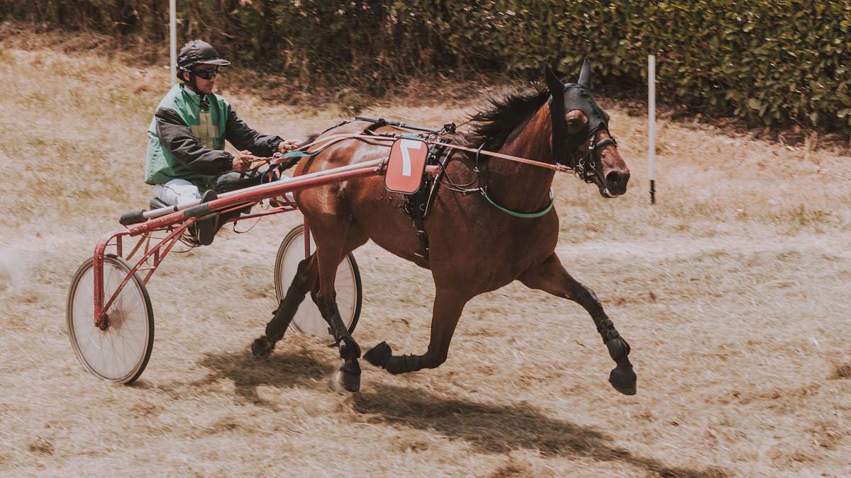 horse brown horse with carriage mammal