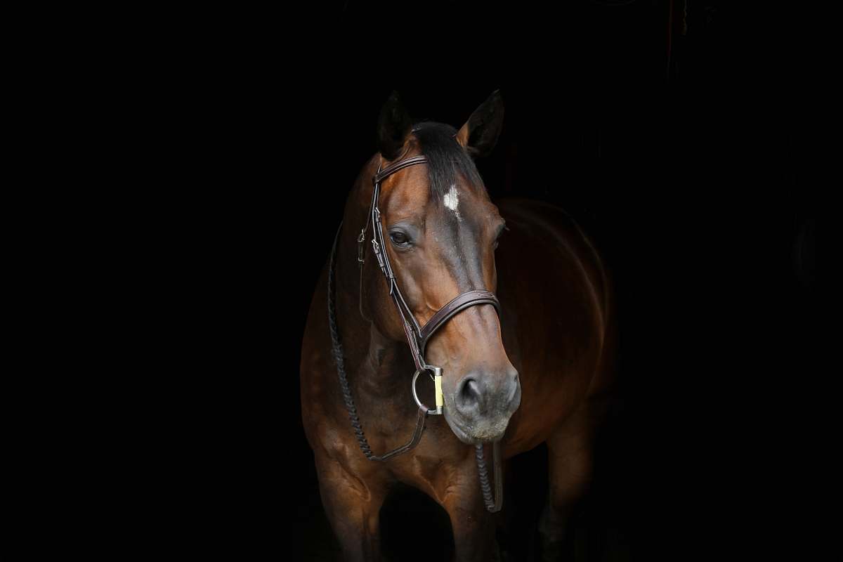 Horse Brown Horse With White Spot On Forehead Bongo Image Free Photo