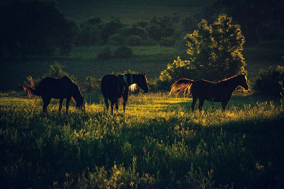 mammal brown horses on grassland cattle