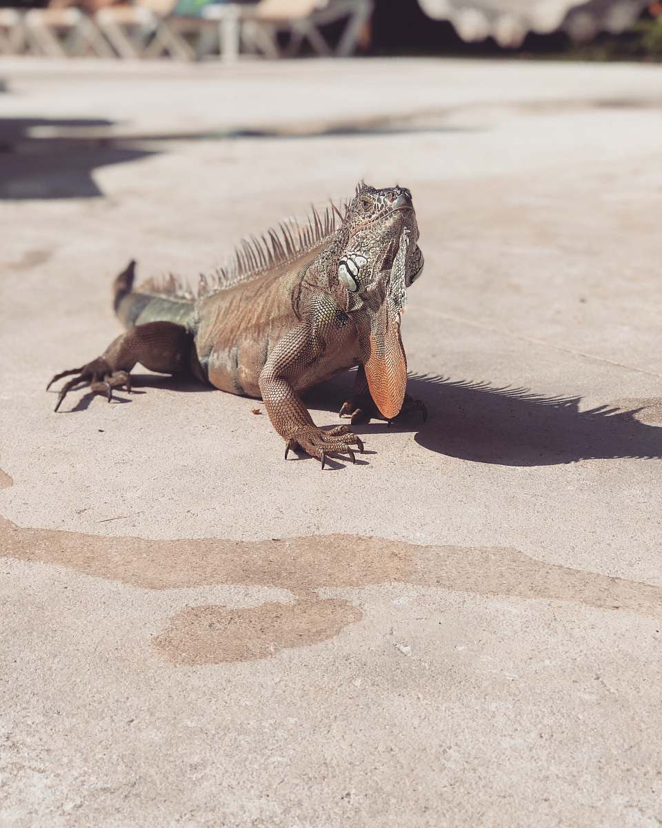 iguana brown iguana on brown surface lizard