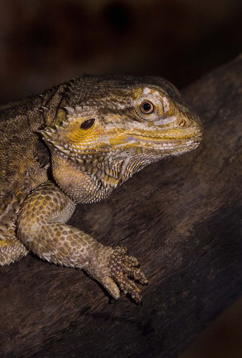 reptile brown iguana on tree branch lizard