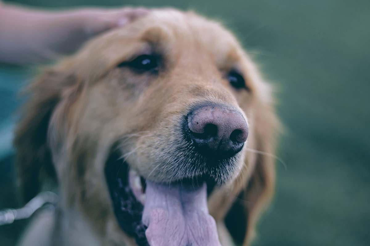 canine brown Labrador Retriever puppy dog